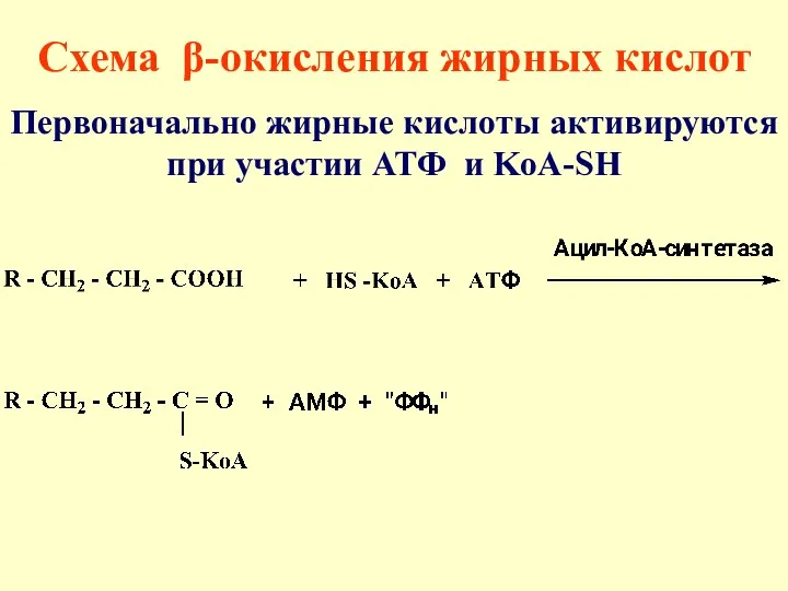 Схема β-окисления жирных кислот Первоначально жирные кислоты активируются при участии АТФ и KoA-SH