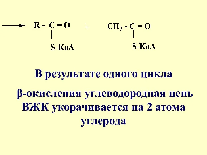 В результате одного цикла β-окисления углеводородная цепь ВЖК укорачивается на 2 атома углерода