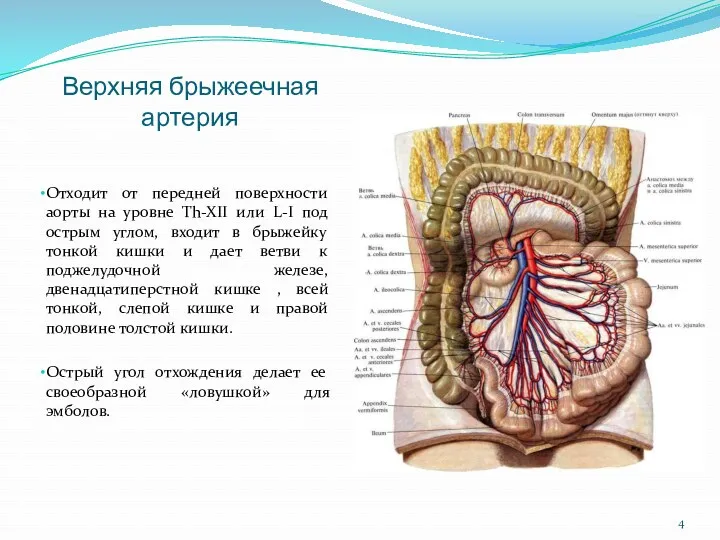 Верхняя брыжеечная артерия Отходит от передней поверхности аорты на уровне