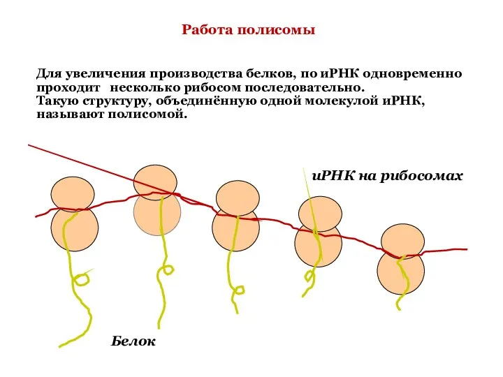 Для увеличения производства белков, по иРНК одновременно проходит несколько рибосом