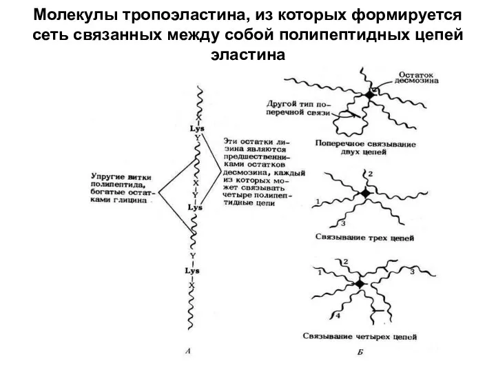 Молекулы тропоэластина, из которых формируется сеть связанных между собой полипептидных цепей эластина