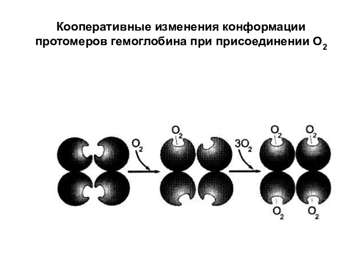 Кооперативные изменения конформации протомеров гемоглобина при присоединении О2