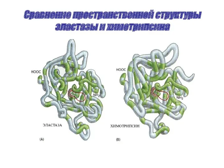 Сравнение пространственной структуры эластазы и химотрипсина ЭЛАСТАЗА ХИМОТРИПСИН