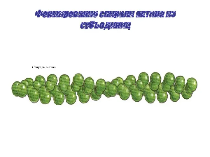 Формирование спирали актина из субъединиц Спираль актина