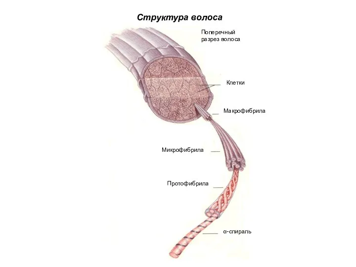 Клетки Поперечный разрез волоса Макрофибрила Микрофибрила Протофибрила α-спираль Структура волоса