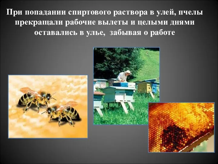 При попадании спиртового раствора в улей, пчелы прекращали рабочие вылеты
