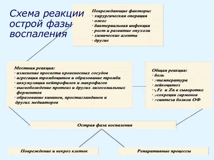 Схема реакции острой фазы воспаления