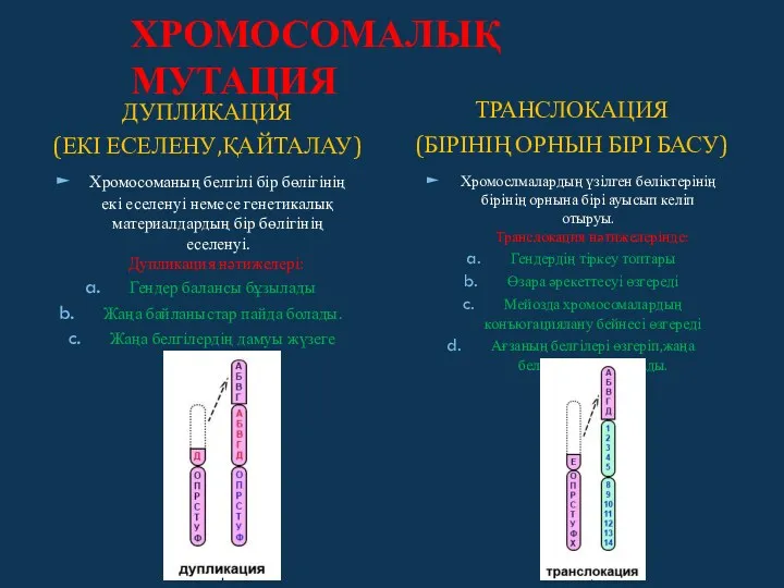 ХРОМОСОМАЛЫҚ МУТАЦИЯ ДУПЛИКАЦИЯ (ЕКІ ЕСЕЛЕНУ,ҚАЙТАЛАУ) Хромосоманың белгілі бір бөлігінің екі