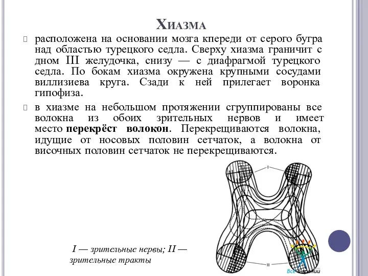 Хиазма расположена на основании мозга кпереди от серого бугра над областью турецкого седла.
