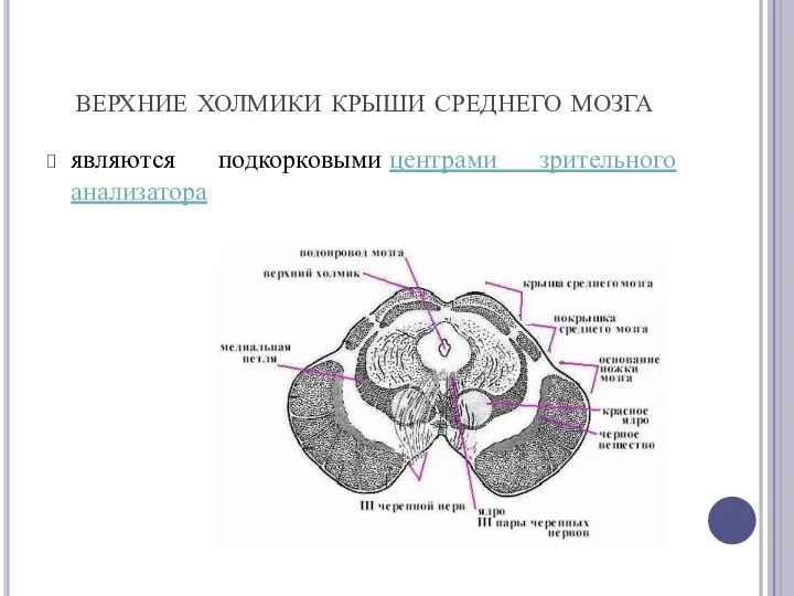 верхние холмики крыши среднего мозга являются подкорковыми центрами зрительного анализатора