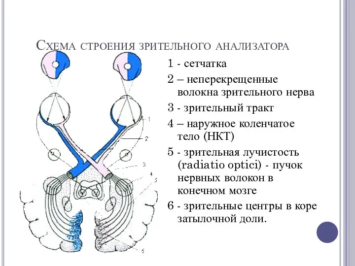 Схема строения зрительного анализатора 1 - сетчатка 2 – неперекрещенные волокна зрительного нерва