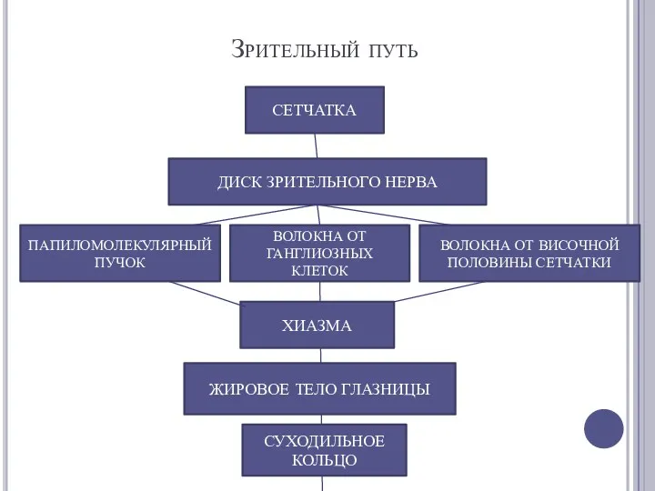 Зрительный путь СЕТЧАТКА ДИСК ЗРИТЕЛЬНОГО НЕРВА ПАПИЛОМОЛЕКУЛЯРНЫЙ ПУЧОК ВОЛОКНА ОТ ГАНГЛИОЗНЫХ КЛЕТОК ВОЛОКНА