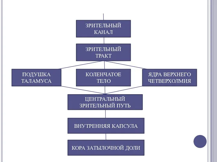 ЗРИТЕЛЬНЫЙ КАНАЛ ЗРИТЕЛЬНЫЙ ТРАКТ КОЛЕНЧАТОЕ ТЕЛО ПОДУШКА ТАЛАМУСА ЯДРА ВЕРХНЕГО ЧЕТВЕРХОЛМИЯ ЦЕНТРАЛЬНЫЙ ЗРИТЕЛЬНЫЙ