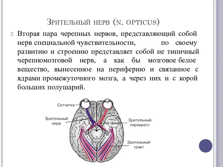 Зрительный нерв (n. opticus) Вторая пара черепных нервов, представляющий собой нерв специальной чувствительности,