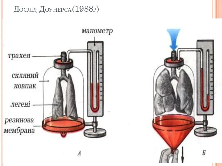 Дослід Доунерса(1988р)