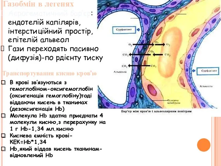 Газобмін в легенях Аерогематичний бар’єр:ендотелій капілярів,інтерстиційний простір,епітелій альвеол Гази переходять