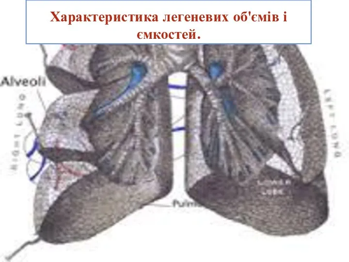 Характеристика легеневих об'ємів і ємкостей. 5. Після максимально глибокого видиху