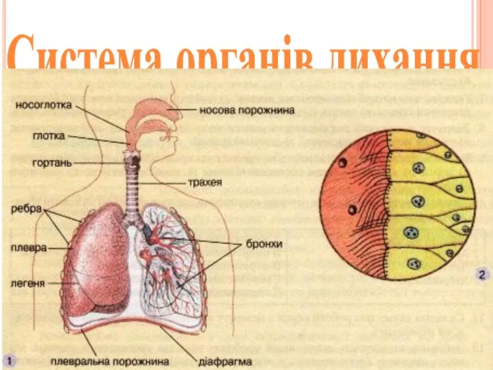 Система органів дихання