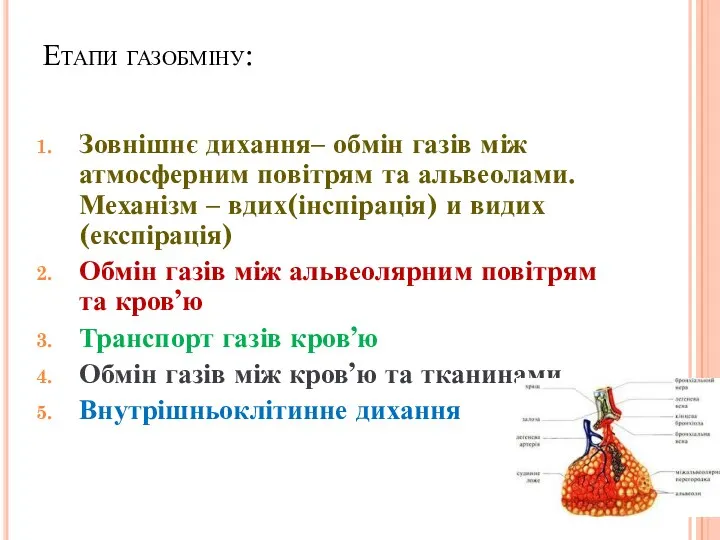 Етапи газобміну: Зовнішнє дихання– обмін газів між атмосферним повітрям та