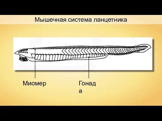 Мышечная система ланцетника