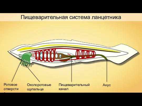 Пищеварительная система ланцетника Ротовое отверстие Околоротовые щупальца Пищеварительный канал Анус