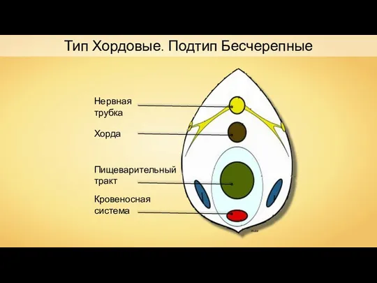 Тип Хордовые. Подтип Бесчерепные