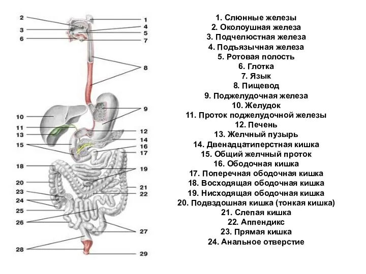 1. Слюнные железы 2. Околоушная железа 3. Подчелюстная железа 4.