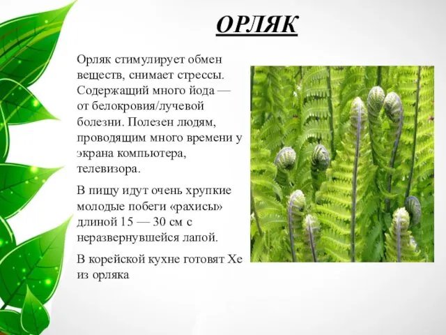 ОРЛЯК Орляк стимулирует обмен веществ, снимает стрессы. Содержащий много йода