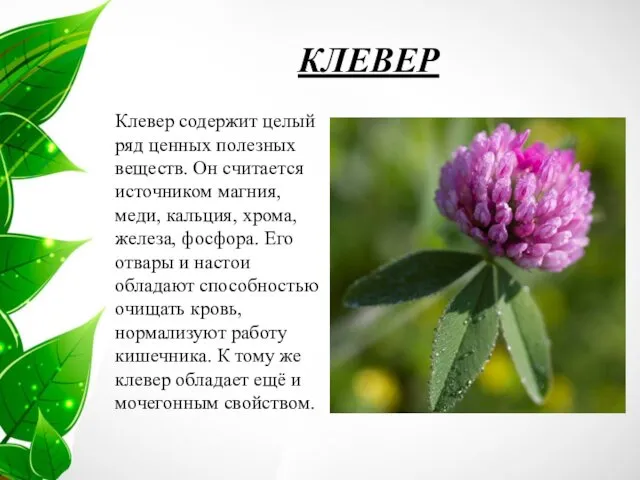 КЛЕВЕР Клевер содержит целый ряд ценных полезных веществ. Он считается