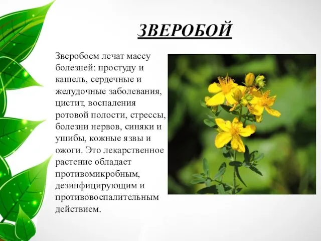 ЗВЕРОБОЙ Зверобоем лечат массу болезней: простуду и кашель, сердечные и