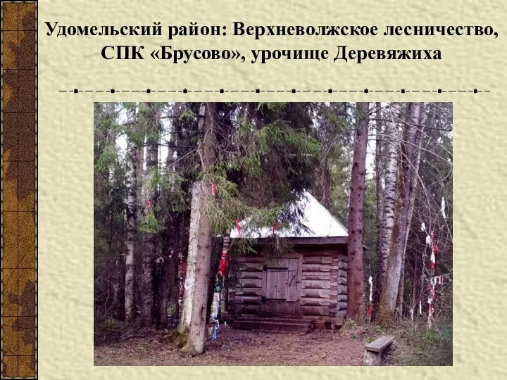 Удомельский район: Верхневолжское лесничество, СПК «Брусово», урочище Деревяжиха