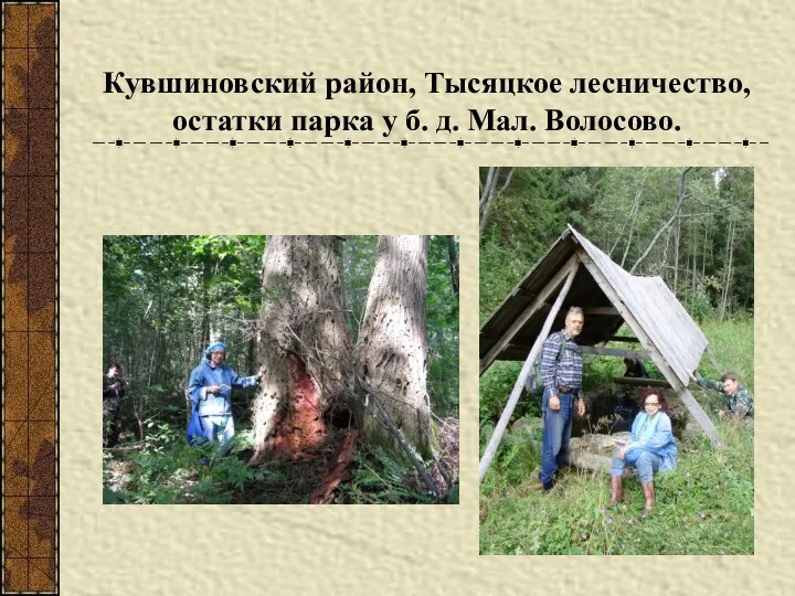 Кувшиновский район, Тысяцкое лесничество, остатки парка у б. д. Мал. Волосово.