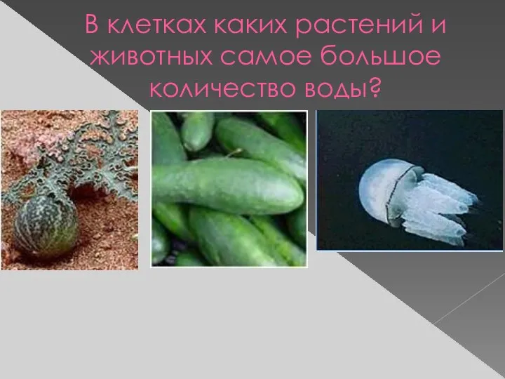 В клетках каких растений и животных самое большое количество воды?