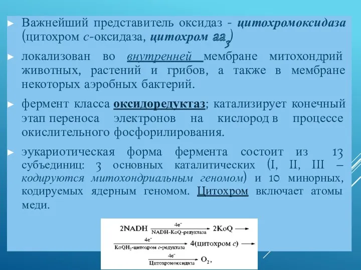 Важнейший представитель оксидаз - цитохромоксидаза (цитохром с-оксидаза, цитохром aa3) локализован