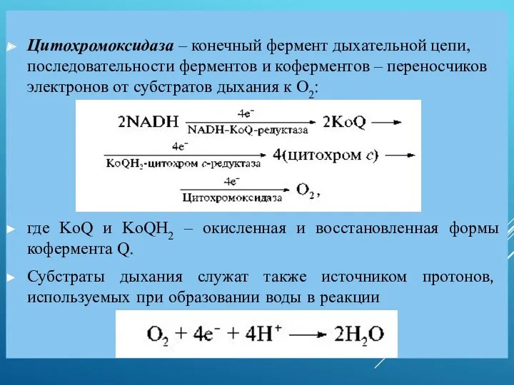 Цитохромоксидаза – конечный фермент дыхательной цепи, последовательности ферментов и коферментов