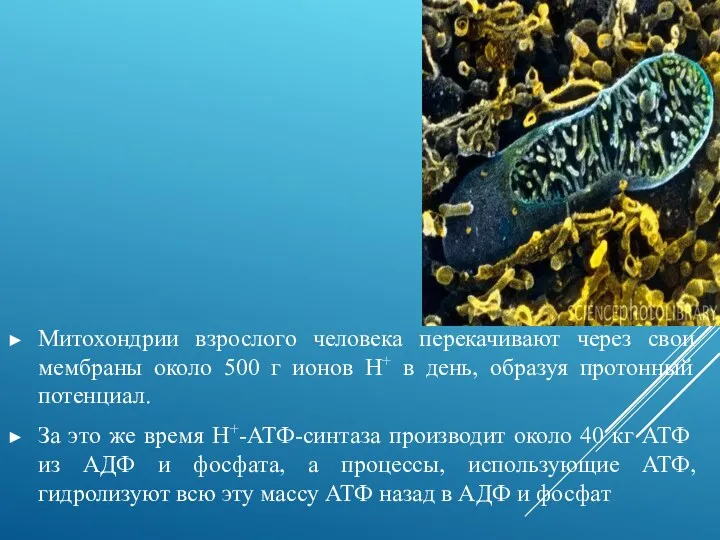 Митохондрии взрослого человека перекачивают через свои мембраны около 500 г