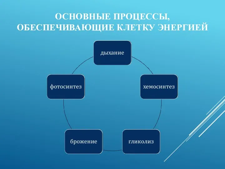 ОСНОВНЫЕ ПРОЦЕССЫ, ОБЕСПЕЧИВАЮЩИЕ КЛЕТКУ ЭНЕРГИЕЙ