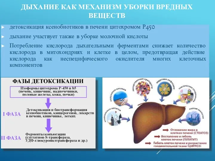 ДЫХАНИЕ КАК МЕХАНИЗМ УБОРКИ ВРЕДНЫХ ВЕЩЕСТВ детоксикация ксенобиотиков в печени