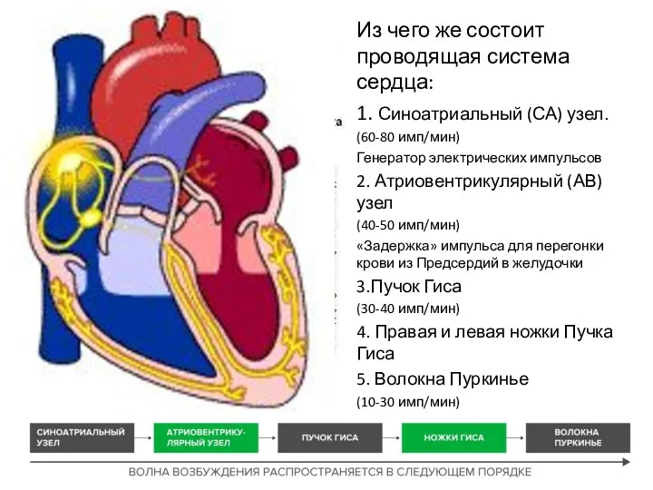 Из чего же состоит проводящая система сердца: 1. Синоатриальный (СА)