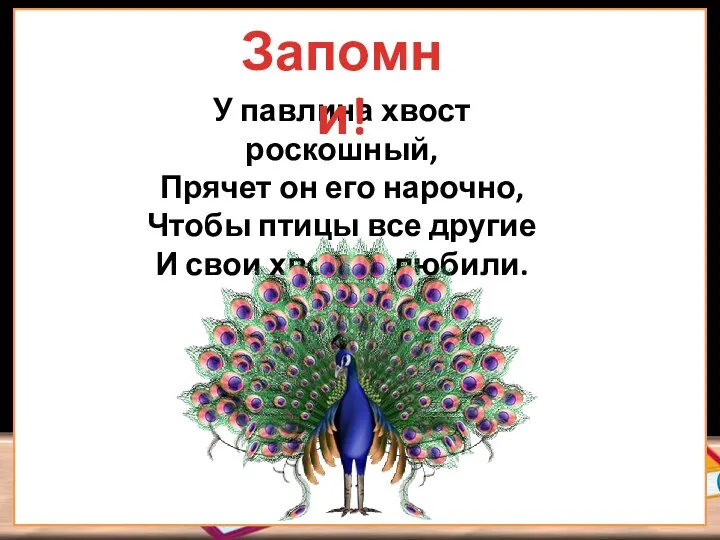 У павлина хвост роскошный, Прячет он его нарочно, Чтобы птицы