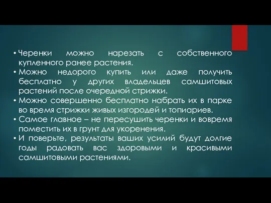 Черенки можно нарезать с собственного купленного ранее растения. Можно недорого купить или даже