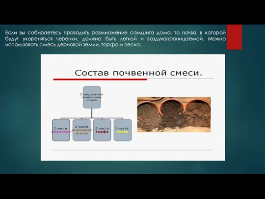 Если вы собираетесь проводить размножение самшита дома, то почва, в которой будут укореняться