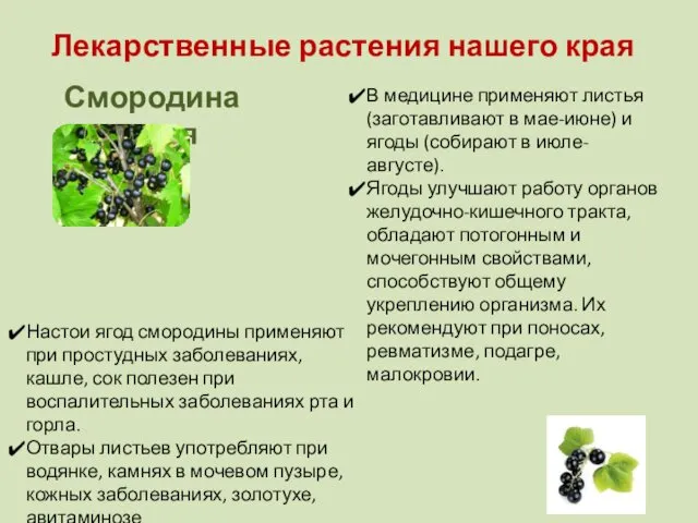 Лекарственные растения нашего края Смородина черная В медицине применяют листья (заготавливают в мае-июне)
