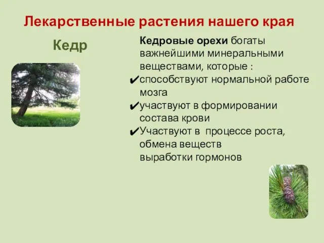 Лекарственные растения нашего края Кедр Кедровые орехи богаты важнейшими минеральными веществами, которые :