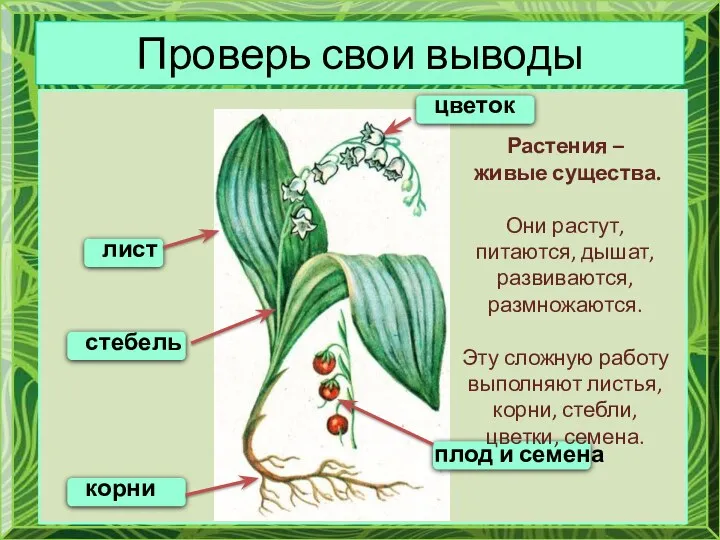 Проверь свои выводы цветок плод и семена лист стебель корни Растения – живые