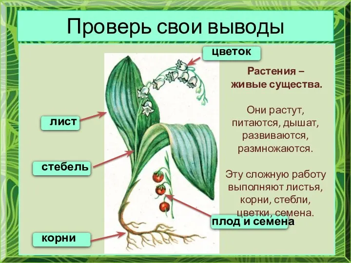 Проверь свои выводы цветок плод и семена лист стебель корни