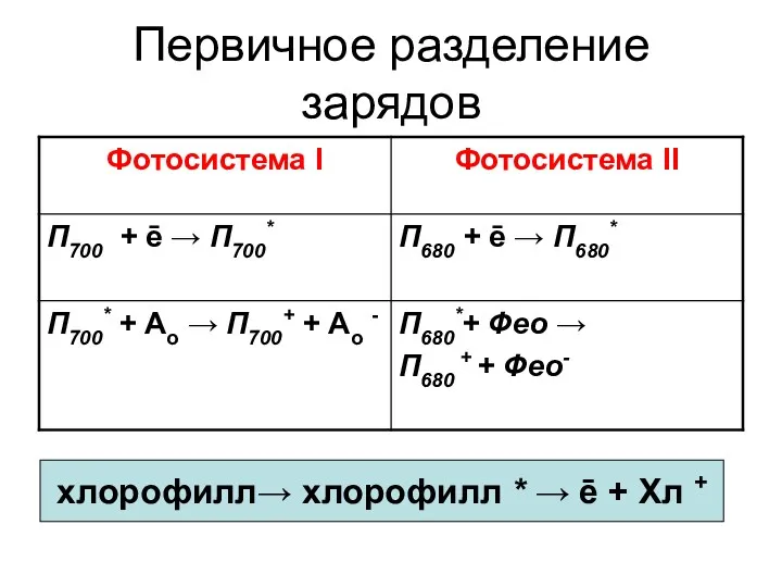 Первичное разделение зарядов хлорофилл→ хлорофилл * → ē + Хл +