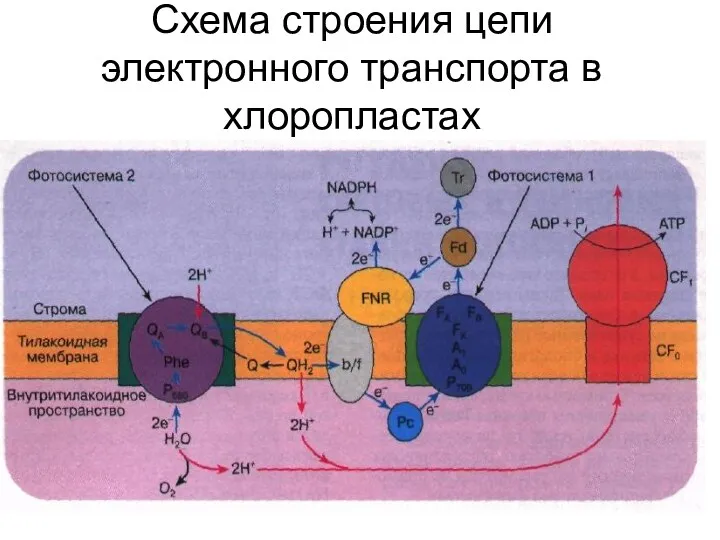 Схема строения цепи электронного транспорта в хлоропластах