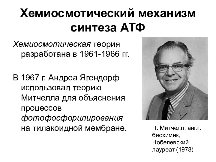 Хемиосмотический механизм синтеза АТФ Хемиосмотическая теория разработана в 1961-1966 гг.