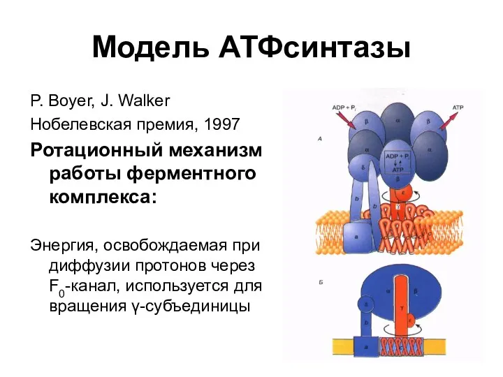 Модель АТФсинтазы P. Boyer, J. Walker Нобелевская премия, 1997 Ротационный